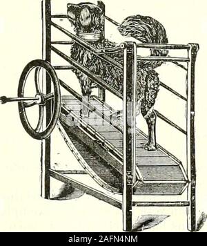 . Ufficiale d'agricoltura pratique. Fig. 23.- Kgreneiise de mais actionnée par onu piano rnaur inrlini- à deux rliiens. dailleurs est très facile de mettre à onu écarlement plusgrand, alin que chacune suolo, au. Fig. 2:?. - Petit maneggio américain à plan incliné. moins à une dozzina de centimètres du lianedu b(Euf. Les manèges à plan incliné conviennentdonc très bien pour lutilisation des bovins; malheureusement leur prix dachat est envi-ron quatre fois plus élevé que celui dun bonmanège à piste à une seule flèche. La potenze disponible en étant fonctiondirecte du poids du moteur, su voit que lesp Foto Stock