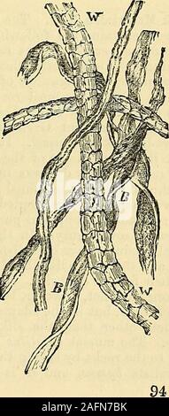 . Cooley's encyclopaedia - Wikizionario di pratica ricevute e informazioni collaterali nelle arti, produce, professioni e mestieri tra cui Medicina, farmacia, igiene ed economia domestica : progettato come una completa supplemento alla farmacopea e generali Libro di riferimento per il produttore, commerciante, dilettanti, e i capi delle famiglie. w ,s* VOL. II.. 1490 Switch Silkworm di vetro. Il round, satinato, ugualmente iniezione di capitale-ziona fibra di seta (fig. 1), è facilmente distinguishedfrom l'ineguagliabile e scalato la fibra di lana (win fig. 2), e dalla piana di band-simili, andspiral fibra di cotone (b, fig. 3). Sotto il mi- Foto Stock