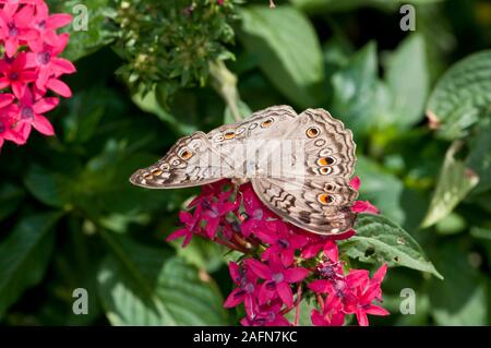 San Paolo, Minnesota. Como Park giardino delle farfalle. White farfalla pavone; ' Anartia jatrophae; ' Foto Stock