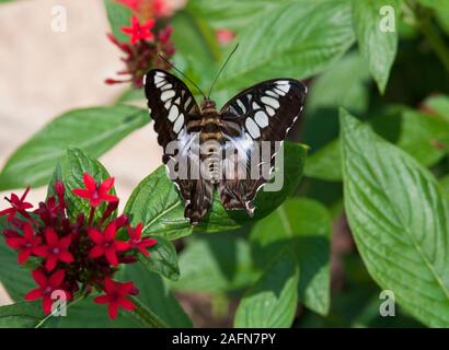 San Paolo, Minnesota. Como Park giardino delle farfalle. Malese Clipper Blue Butterfly ' Parthenos Sylvia' originario del Sud e del sud-est asiatico. Foto Stock