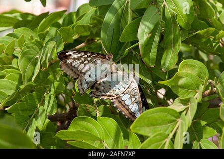 San Paolo, Minnesota. Como Park giardino delle farfalle. Una coppia di blu malese Clipper farfalle ' Parthenos Sylvia' coniugata. Foto Stock