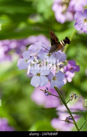 Little Canada, Minnesota. Gervais Mill Park. Hummingbird moth o Nessus Sphinx, 'Amphion floridensis' è una giornata-battenti tarma della famiglia Sphingidae Foto Stock