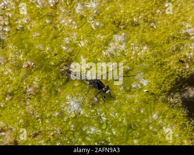 Little Canada, Minnesota. Gervais Mill Park. Dot-tailed Whiteface dragonfly, ' Leucorrhinia intacta' su stagno alge, d'estate. Foto Stock