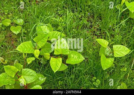 Giovani knotweed giapponese piante, un male specie invasive per la presa in consegna del giardino. Il fuoco selettivo Foto Stock