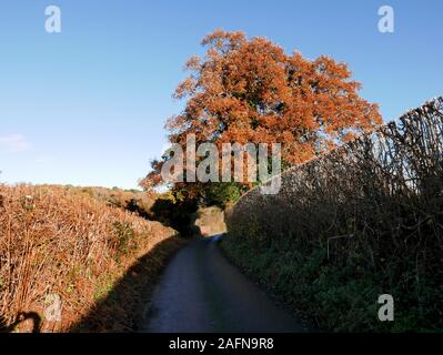 Una vecchia quercia coperto di fogliame autunnale con ivy crescente fino all'interno su un vicolo del paese su un fiume, metà in ombra e una bella giornata d'autunno Foto Stock