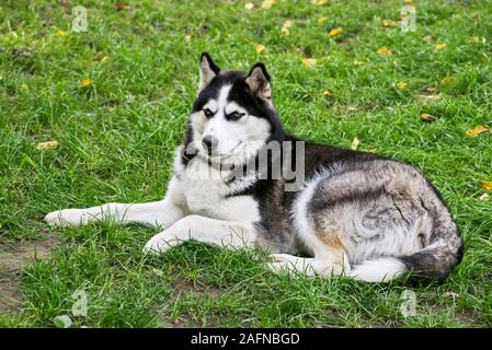 Husky cane sdraiati sull'erba. Blue-eyed husky di razza pura. Casa del cane. A piedi con un animale da compagnia. Foto Stock
