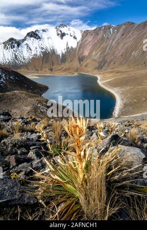 La Rosa de las Nieves (Eryngium monocephalum Cav.) nel duro ambiente del Nevado de Toluca montagna, Messico. Foto Stock