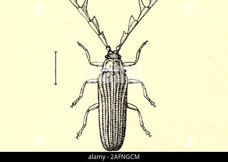 . Coleoptera : introduzione generale e Cicindelidae e Paussidae. Fig. .37. Macrolycus bowringi. meno luminosa luce; a. Fig. 58.-Alebrus cxpansicornis. la natura della luminosità, ma molto poco come ancora è knownabout; è apparentemente dovuta all'ossidazione di alcuni fattysubstance formata o secrete entro il corpo. Nella maggior parte dei casi esiste ma poca differenza in generale appearancebetween la femmina e la larva, considerando che i maschi sono perfette CAM TH ARIDO JE. 137 Foto Stock