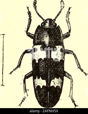 . Coleoptera : introduzione generale e Cicindelidae e Paussidae. riin.e.). La posizione e la composizione di questa famiglia hanno heen verymuch contestato. La formazione del tarso nella maggior numerodi suoi membri ha causato a collocarsi bymany autori con l'Chrysomelid.e,con il quale si è tuttavia molto poco realrelation ; tra le altre cose il loop della vena themedian delle ali, che è una delle caratteristiche principali della Clayicorxiagroup, è molto distinto in Erotylus. Il rispetto di questa famiglia al cripto-PHAGiDiE attraverso il DACNijsrirc ha lunga stato riconosciuto e non vi è Foto Stock