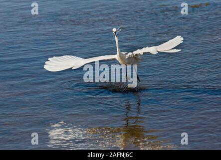 Garzetta, Egretta garzetta, prendere il volo in Quinta de Marim, parco naturale Ria Formosa, Algarve, PORTOGALLO Foto Stock