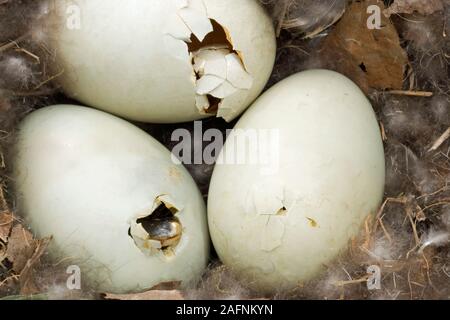 Uova di germano reale (Anas platyrhynchos). Guscio vuoto in alto a sinistra da cui un anatroccolo ha già emerse. Due altre uova visualizza anatroccolo chipping con uovo, bot Foto Stock