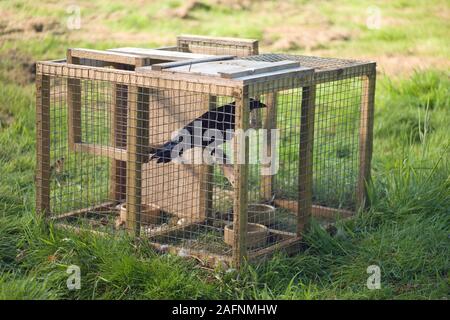 LARSEN TRAP utilizzato per il controllo dei numeri di corvidi (cornacchie), considerati come nocivi o 'vermin' da gioco gestita estates. Live uccello esca utilizzata. Legale. Foto Stock