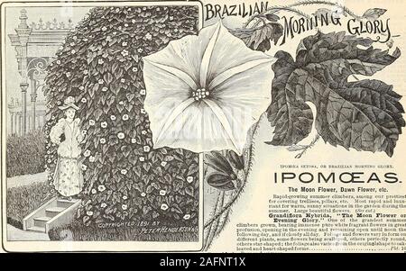 . Manuale di tutto per il Giardino : 1894. 80 PETE$ egli^tDH^così^ & co., fiEW YO$^- FliOWES semi.. Tirante brasiliano della gloria di mattina. (IpomozaSetosa.) splendida estate climbingannual. Cresce con il massimo vigore e rigogliosità, ramificazione e climbingin tutte le direzioni. Le foglie sono da 8 a 12 pollici attraverso e sono sostenuti da ilsuolo, sovrapposti e facendo una fitta ombreggiatura. Ogni parte di thevine è fittamente ricoperta con corti capelli rossicci che con la sua immensa leavesand grandi cluster di seme curioso capsule, lo rendono altamente ornamentali e giveit piuttosto un aspetto tropicale. W Foto Stock