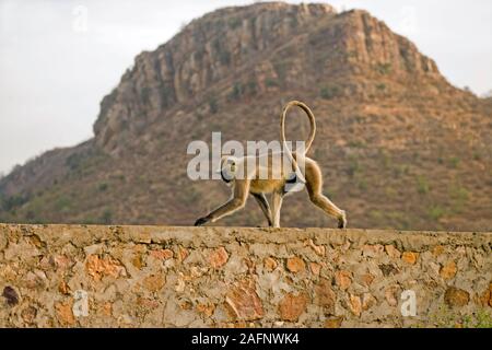 Pianure Settentrionali LANGUR GRIGIO Semnopithecus entellus che corre lungo la parete Ranthambhore, India. Foto Stock