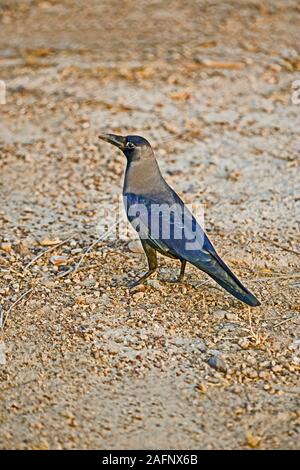 CASA CORVO (Corvus splendens). Adulto, iridescente piumaggio. Jaisalmer, India. Forager commensale, opportunistico, sopravvissuto accanto alle abitazioni umane. Foto Stock