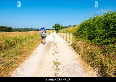 Un viaggiatore solitario nella campagna toscana d'estate Foto Stock