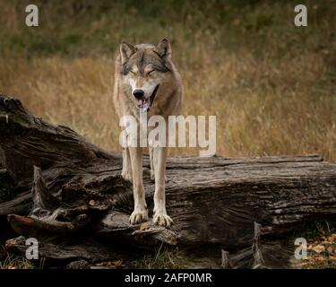 Wolf pack in colori autunnali Foto Stock