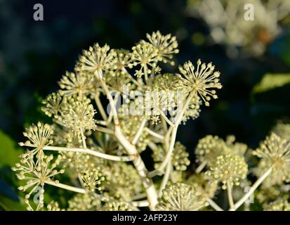 Grappoli di fiori di un grande Fatsia japonica a Paignton, Devon, Regno Unito a metà novembre Foto Stock