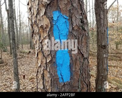 Vernice blu segni sul tronco di albero nella foresta o di boschi con foglie cadute, Foto Stock