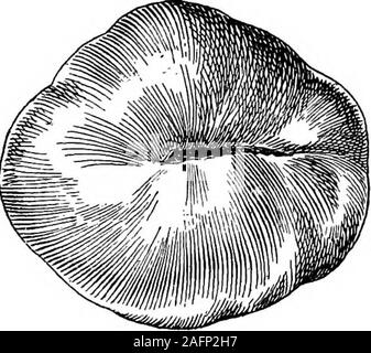 . Lezioni con piante. Suggerimenti per vedere e interpretare alcune delle forme comuni di vegetazione. Fig. 309. Vecchio e nuovo-tempo formsof i frutti di pomodoro.. Foto Stock