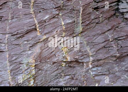 Era devoniano rocce a Saltern cove a sud di Paignton , Devon, Regno Unito, nell'UNESCO global geopark. Foto Stock