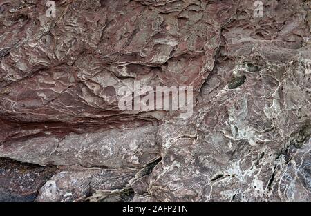 Era devoniano rocce a Saltern cove a sud di Paignton , Devon, Regno Unito, nell'UNESCO global geopark. Foto Stock