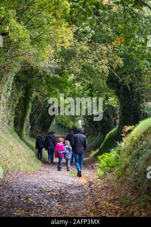 Halnaker tunnel di alberi, West Sussex Regno Unito fotografato in autunno con la luce del sole che splende attraverso i rami. Questo è parte di un originale di strada romana. Foto Stock