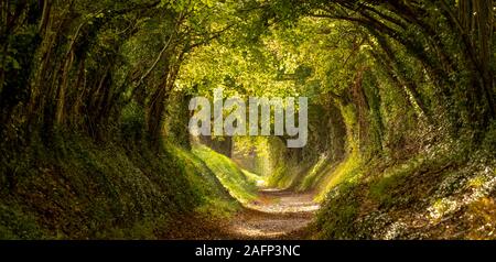 Halnaker tunnel di alberi, West Sussex Regno Unito fotografato in autunno con la luce del sole che splende attraverso i rami. Questo è parte di un originale di strada romana. Foto Stock