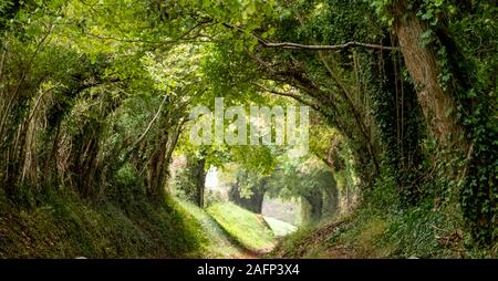 Halnaker tunnel di alberi, West Sussex Regno Unito fotografato in autunno con la luce del sole che splende attraverso i rami. Questo è parte di un originale di strada romana. Foto Stock