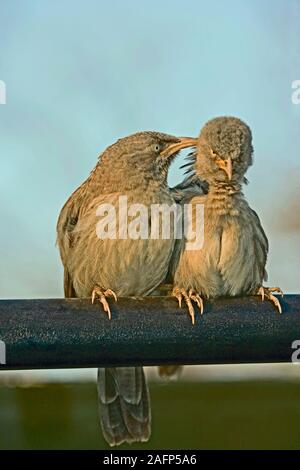 JUNGLE BABBLER (Turdoides striatus). Preening reciproco. Rajasthan, India. Foto Stock