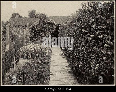 . Biggle giardino prenota; verdure, piccoli frutti e fiori per piacere e profitto. fterward imposta le piante al di sopra di ciascuna enrichedhill (il suo aiutante con una zappa prima mescola terreno con thehill di fertilizzanti e concimi mette più sporco sulla parte superiore,e rende un'apertura per l'impianto). Dopo eachplant è impostato il suolo è pigiato saldamente intorno ad esso conla piedi; il solco, tra colline, sia filledwith la zappa come il piantare progredisce, o fillingis fatto coltivando trasversalmente dopo l intera fieldis set. Dopo la coltivazione deve essere accurato andregular. Quando i vigneti sono grandi abbastanza da needsup Foto Stock