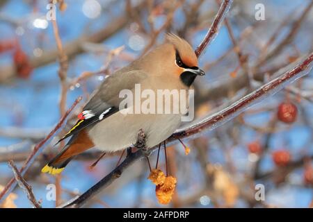 Profilo in prossimità della bella mascherata Bohemian Waxwing uccello appollaiato sulla frutta ramo di albero con cielo blu dietro Foto Stock