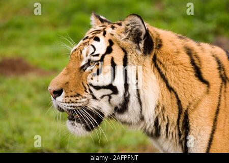 O di Amur tigre siberiana (Panthera tigris altaica). Foto Stock