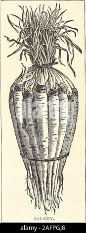 . Manuale di tutto per il Giardino : 1894. Salsefrica o impianto di OYSTER. Tedesco, Bocksbart.-francese, Salsifis.-spagnolo, OstraVegetal. La pianta di Oyster riesce meglio in luce, ben arricchito mellowsoil, che precedente per la semina di semi, deve essere agitato per adepth di diciotto pollici. Seminare in primavera in Trapani quindici inchesapart; coprire i semi con terra fine un pollice e mezzo in profondità,e, quando le piante sono abbastanza forti, sottile fuori a sei pollici di distanza. WHITE FRANCESE. 5c. pkt., 10c. oz., 30c. % Lb., $1.00 lb.mastodontica isola di sandwich. Un nuovo e perfezionato tipo, la produzione di radici di quasi doubl Foto Stock