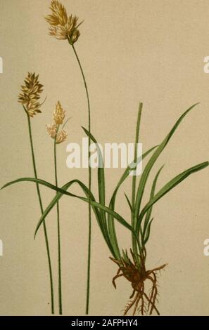 . Atlas der Alpenflora. Carex curvula Tutti i. - Gekrümmte Segge. Alpenkette, feuchte Stellen. 1900-2500 M., Juli, Agosto. 472.. Carex leporina L. - Hasen-Segge. Alpcnkctte. Wiesen, bis iqoo M. iuni, Juli. Foto Stock