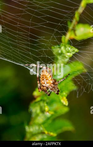 Quinault, Washington. Quinault Rain Forest, il Parco Nazionale di Olympic. Giardino europeo, ragno Araneus diadematus appeso alla fine del suo web. Foto Stock