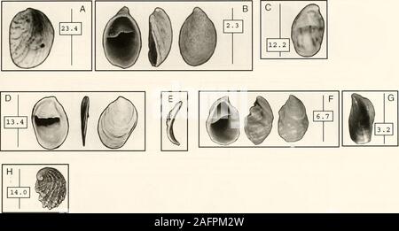 . Bollettini di American paleontologia. ginal lunghezza è sconosciuto. Nel 1978, ho trovato morto un guscio Fasciolaria sei pollici(15.2 cm) alto coperto con Crepiilula. I gusci sullaparte superiore di vortici vicino all'apice del guscio sono state nar-riga e fortemente convessa, come nel testo-figure 59B EC. I serbatoi sul corpo whorl erano ampi e bassa. asin Text-figura 59A. All'interno dell'apertura, dove la cur-vature è stata invertita, tutti i Crepidula erano con-grotta, come nel testo-figura 59E. Testo nelle figure 59F e G sono di due gusci distortedby i loro substrati. Il guscio in text-figura 59F wasattached ad un fortemente nervato (shell possi Foto Stock