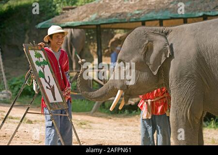 Elefante asiatico (Elephas maximus), addestrati a dipingere immagini, "tele" su cavalletti. Maesa Elephant Camp, Chiang Mai, Thailandia. Foto Stock