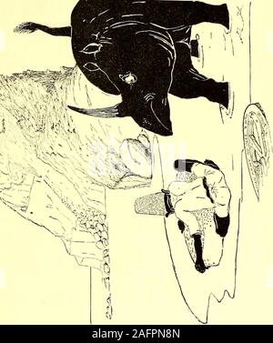 . Solo così le storie per bambini poco. imes. Poi ha ballato threetimes round la pelle e strofinate le mani. Questa è la foto del Parsee inizio a mangiare la sua torta su theUninhabited isola del Mar Rosso in una giornata molto calda; e di theRhinoceros scendendo dal completamente disabitata interno,che come è possibile vedere in modo veritiero, è tutto rocky. Il Rhinoceross skinis piuttosto liscia, e i tre pulsanti che button it up sono sotto-neath, in modo da vederli. La sottolineatura ondulate cose su Parseeshat sono i raggi del sole riflesso in più che lo splendore orientale,perché se mi aveva attirato raggi reale Foto Stock