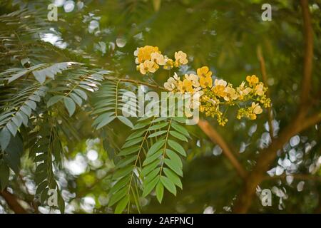 GOLDEN SHOWER o LABURNAM indiano (Cassia fistola). Thailandia. Foto Stock