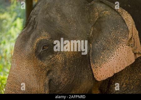 Elefante asiatico (Elephas maximus). Mostra insolita combinazione di luce e di pigmentazione scura della pelle. Femmina adulta. Thailandia. Foto Stock