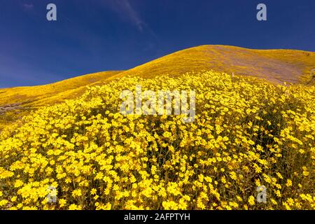 Marzo 31, 2019 - PIANURA CARIRIZO MONDUMENT NAZIONALE (BLM) CENTRALE CALIFORNIA, STATI UNITI D'AMERICA - fiori selvatici durante la primavera 'super bloom' a seguito di piogge in California centrale vicino al lago di Soda & Cuyama Foto Stock
