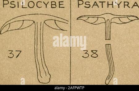 . Sinossi del British basidiomiceti ; un catalogo descrittivo dei disegni ed esemplari nel Dipartimento di Botanica, British museum. H.sublateritium i -+ •+ + Hymenophore confluente con ma eterogenea carrello dal recinto ho lag mi nous stelo .. Pcano brunnea PSATHYRA P.pellosperm& * + confluenti Hymenophore &. homogeneouswith carnosi stelo eccentrico . Pl V SER . V. COPRINARII -+ Hymenophore distinto dal gambo carnoso Foto Stock