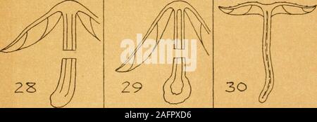 . Sinossi del British basidiomiceti ; un catalogo descrittivo dei disegni ed esemplari nel Dipartimento di Botanica, British museum. F. apicrea hore confluente con ma eterogenea dal gambo cartilaginei NAUCORIA N.&ncjuineA. CALERA. c.apalA T. TUBARIA furfurAcea. + +* confluenti Hymenophore & homogeneouswith carnosi stelo eccentrico . CREPIDOTUS Foto Stock