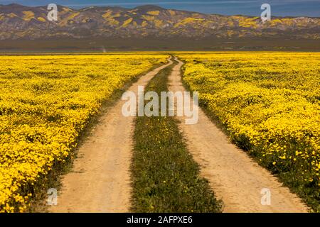Marzo 31, 2019 - PIANURA CARIRIZO MONDUMENT NAZIONALE (BLM) CENTRALE CALIFORNIA, STATI UNITI D'AMERICA - fiori selvatici durante la primavera 'super bloom' a seguito di piogge in California centrale vicino al lago di Soda & Cuyama Foto Stock