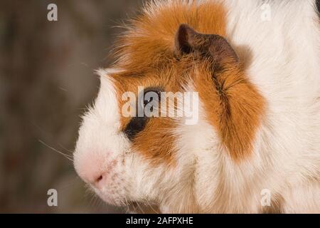 TRI-colorato abissino di cavia (cavia porcellus). Animali domestici. Mostra. Foto Stock