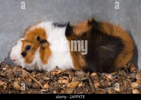 TRI-colorato abissino di cavia (cavia porcellus). Pet, exhibition, show, animale. Nazionali Foto Stock