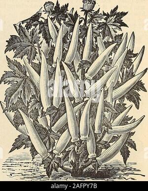 . Manuale di tutto per il Giardino : 1894. MUSHBOOM8. L'okra, gumbo o. Tedesco, Essbarer.-Francese,Gombo.-spagnolo, Quibombo. Questo vegetale è ampiamente coltivato in theSouthern membri. La sua lunga cialde quando youngare utilizzato in zuppe, stufati, ecc. Esso cresce libero-ly, cuscinetto abbondantemente in qualsiasi suolo di giardino.It è seminato alla solita ora di tutti tendervegetables, in Trapani due pollici profondo, impostazionedella piante da due a tre piedi di distanza. Velluto bianco. I baccelli areround e liscia e sono muchlarger rispetto a quelli di qualsiasi otherOkra, non sono mai pungente a thetouch e sono prodotte in abbondanza thegreatest. (Vedere taglio.) 5c.pkt Foto Stock