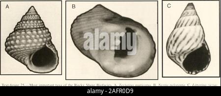 . Bollettini di American paleontologia. Text-figura 31 è simile al testo-figura 29 in forma.it mostra le gamme osservata di fango in sette di themarine biofacies. Esso è basato su 54 campioni tipico ofa biofacies singola e 19 campioni di transizione biofacies betweentwo. Come prima, campioni di transizione sono compreso nell'bar per entrambi biofacies. Il numero ofanalyzes dal singolo e biofacies samplesis transitorio mostrato al di sotto di ciascuna barra. A differenza di Text-figura 29, come sempre, le barre sono disposte in ordine di appearanceof il biofacies verso l'esterno dal bordo del sempre nelle radure. Text-figure 29-31, studi Foto Stock