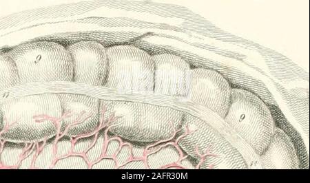 . Piastre di le arterie del corpo umano. teric arteria. 37. Meno pancreatico-arteria duodenale. 38. Anastomosi di questa arteria con il superiore pancreatico-duodenale. 39. Inferiore arteria mesenterica. La figura II. Presenta la distribuzione delle arterie sulla superficie theposterior dello stomaco. 1. L'esofago. 2. Cardia. 3. Fundus, o grande cul-de-sac dello stomaco. 4. 4. Cvirvature più piccoli. 5. 5, 5, 5. Maggiore curvatura. 6. Piccolo cul-de-sac dello stomaco. 7. Piloro. 8. Il duodeno. 9. 9. Arteria coronaria dello stomaco. 10. Arteria pilorica.anastomosi tra le arterie.12, 12, 12. Sezione posteriore Foto Stock